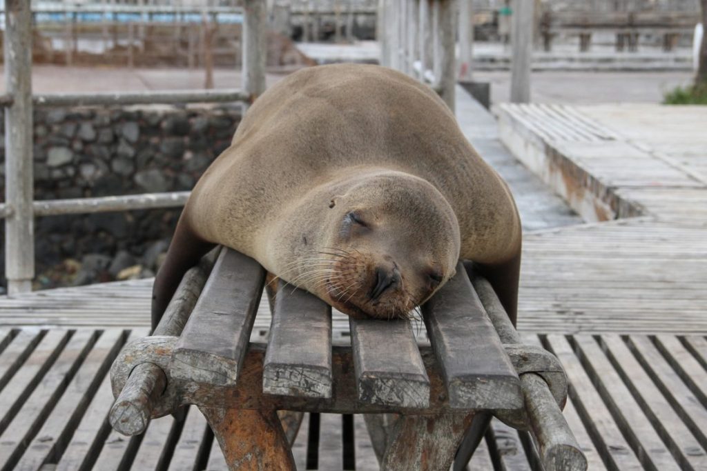 sleepy seal is sleepy