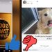 There's a thumbs up next to a cool coffee video still and a thumbs down next to a dog post